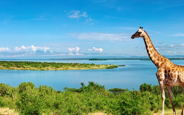 Animal Giraffe Scenic Ocean Nature HD Wallpaper | Background Image