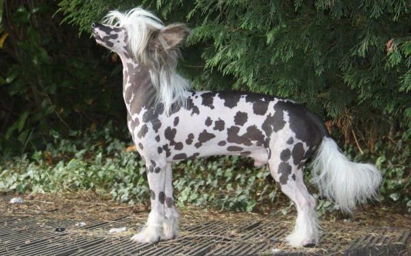 HD PC desktop wallpaper featuring a Chinese Crested dog with spotted fur standing outdoors against a green leafy background.
