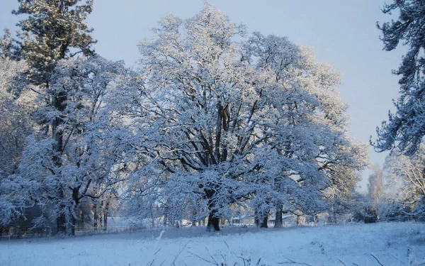 Nature winter scene: snow-laden trees and a frosted field under a pale blue sky - HD PC desktop wallpaper and background.
