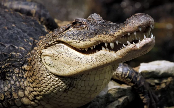 reptile Animal crocodile HD Desktop Wallpaper | Background Image