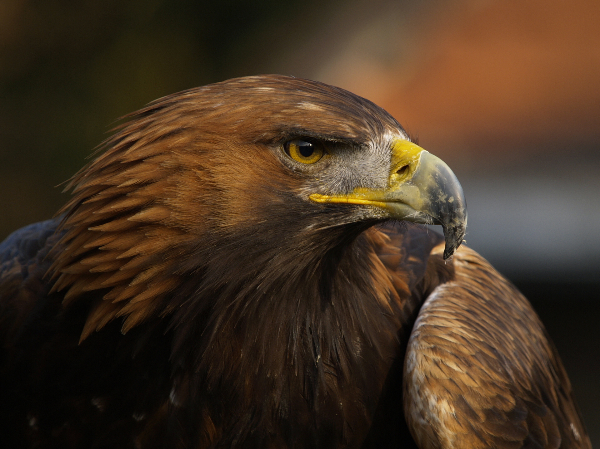 Eagle HD Wallpaper | Background Image | 1920x1439 | ID ...