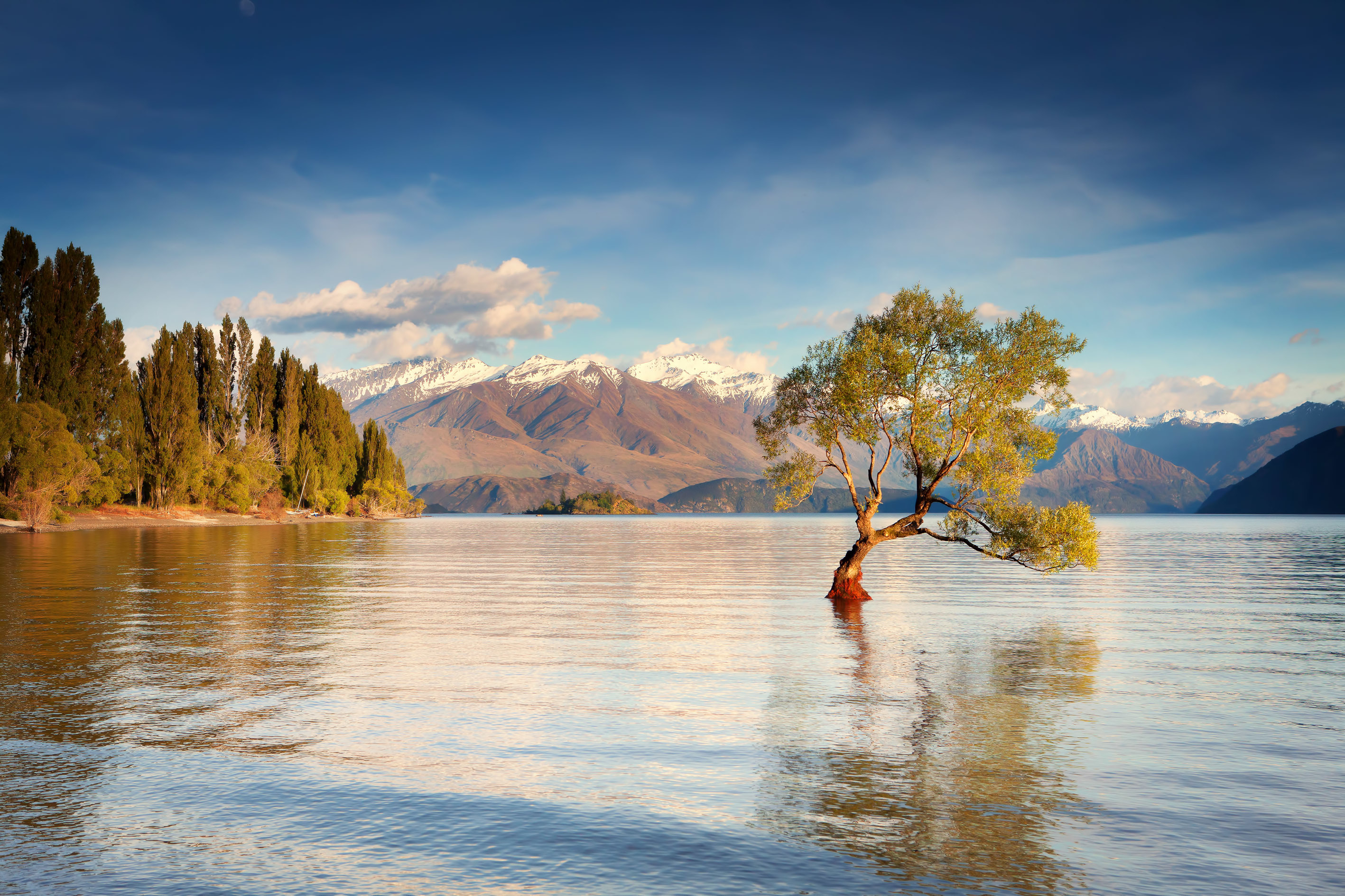 Serene Nature's Embrace: HD Wallpaper of a Tranquil Tree by the Water