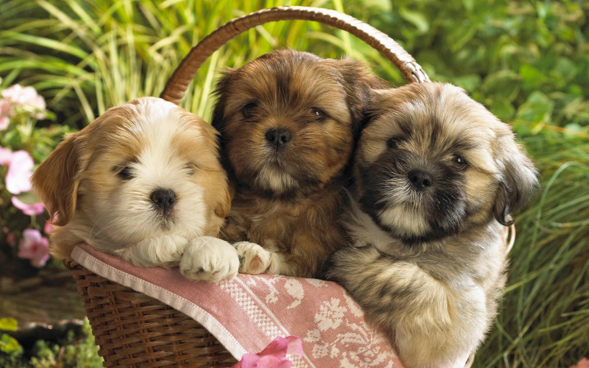 HD PC desktop wallpaper featuring three adorable puppies sitting closely together in a wicker basket surrounded by greenery and flowers.