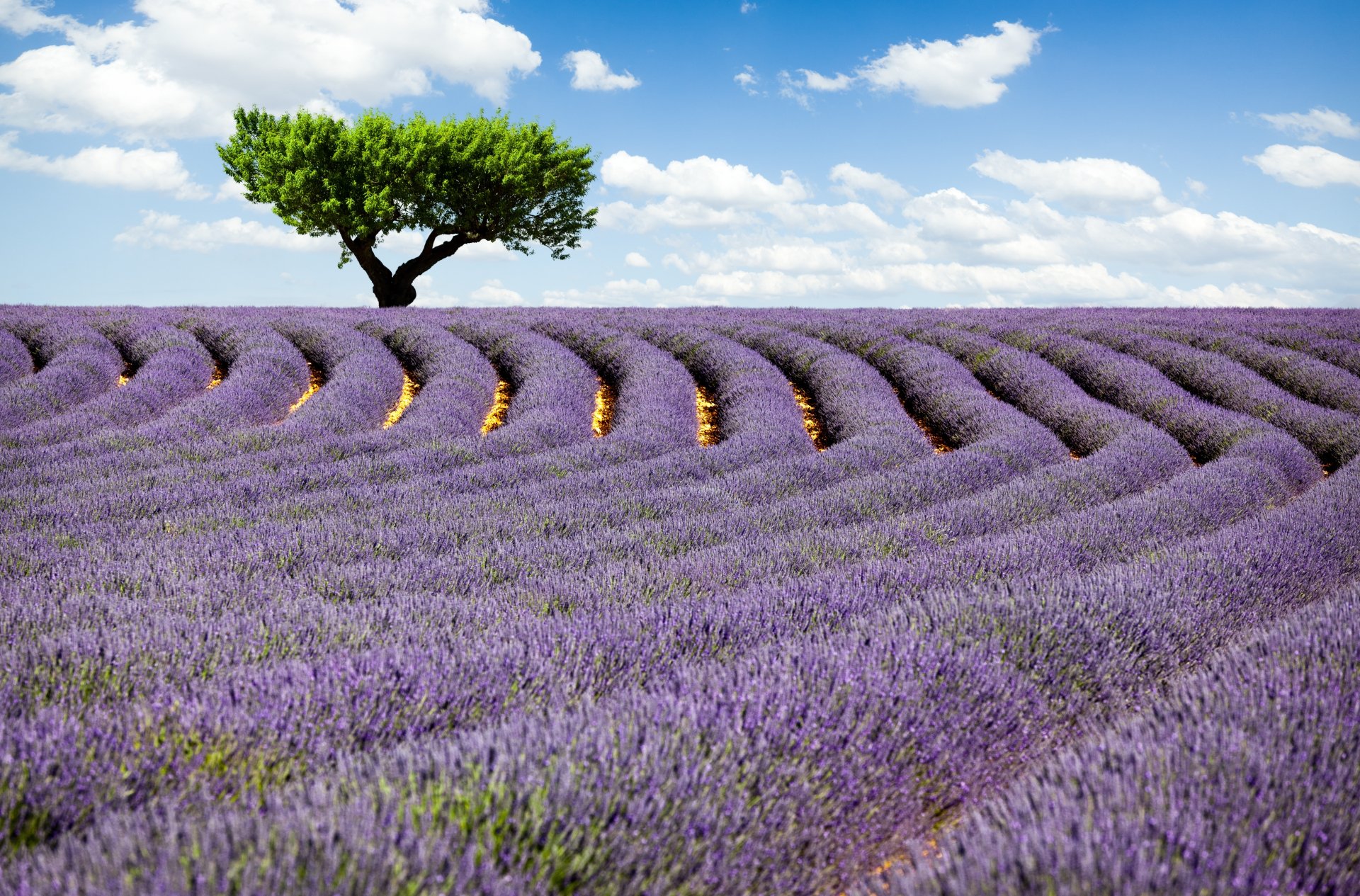 5K Ultra HD nature landscape PC desktop wallpaper: sweeping lavender rows and a lone tree beneath a blue, cloud-speckled sky.