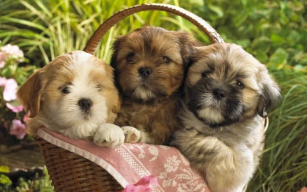 HD PC desktop wallpaper featuring three adorable puppies sitting closely together in a wicker basket surrounded by greenery and flowers.