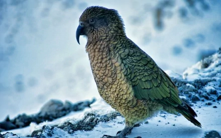  The Kea