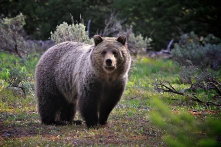 HD PC desktop wallpaper featuring a close-up of a bear standing in a lush, green forest clearing with trees in the background.