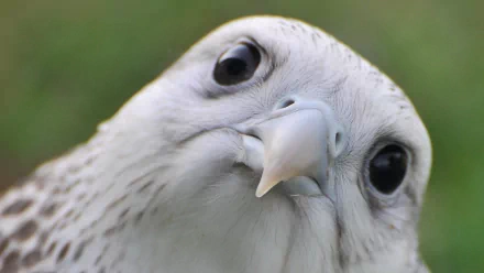 Animal falcon HD Desktop Wallpaper | Background Image