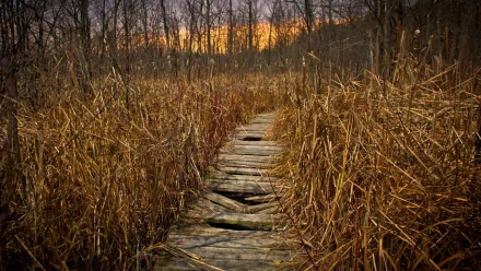 man made boardwalk HD Desktop Wallpaper | Background Image