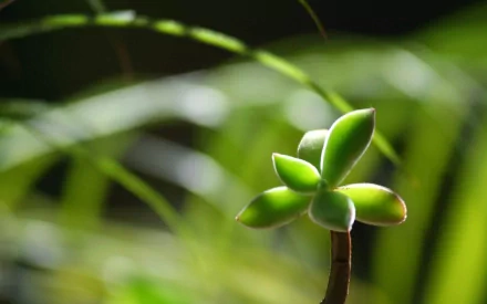 nature plant HD Desktop Wallpaper | Background Image