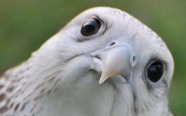 Animal falcon HD Desktop Wallpaper | Background Image