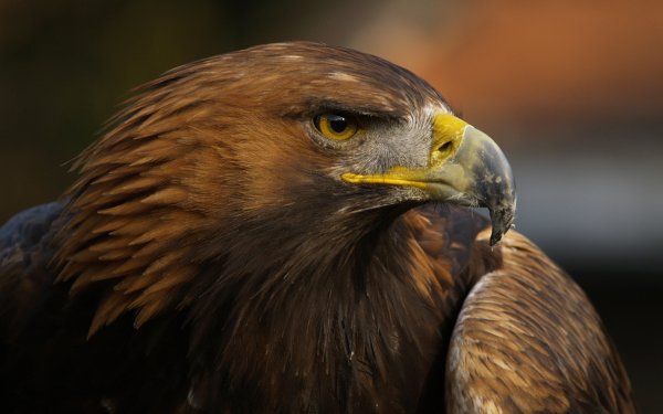 Animal Eagle Birds Eagles HD Wallpaper | Background Image
