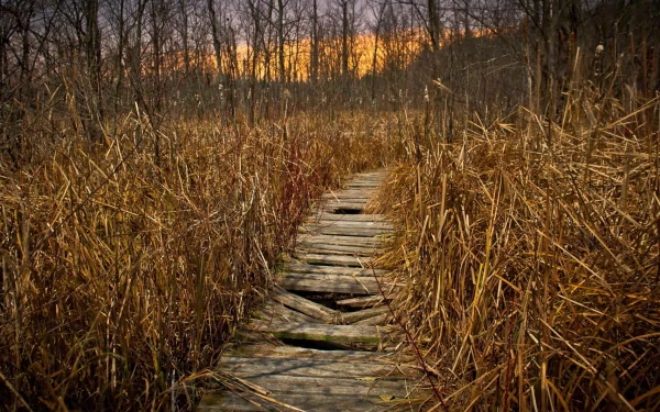 man made boardwalk HD Desktop Wallpaper | Background Image