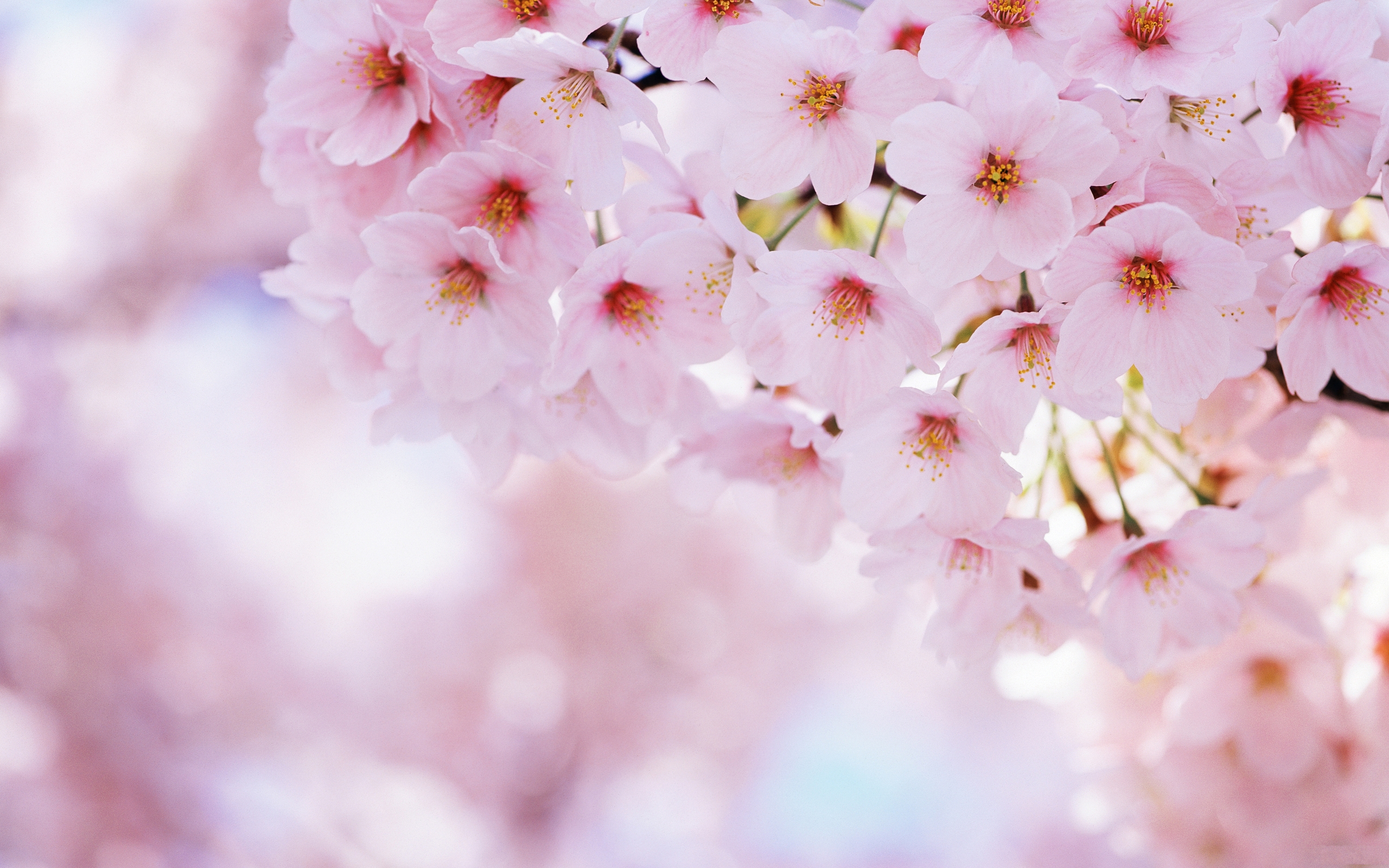 Bạn yêu thích bức hình Blossom đầy ấn tượng và muốn sử dụng nó làm hình nền của mình? Hãy tìm kiếm những hình nền HD đẹp nhất về loại hình nền này và hưởng thụ cảm giác thăng hoa như được tựa vào một mùa hoa đầy sắc màu.