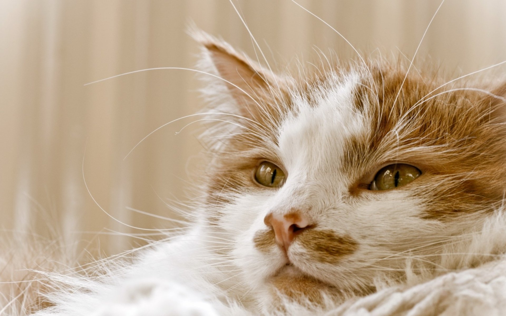 Majestic Feline Portrait: HD Cat Wallpaper Bliss | 2560x1600 ...