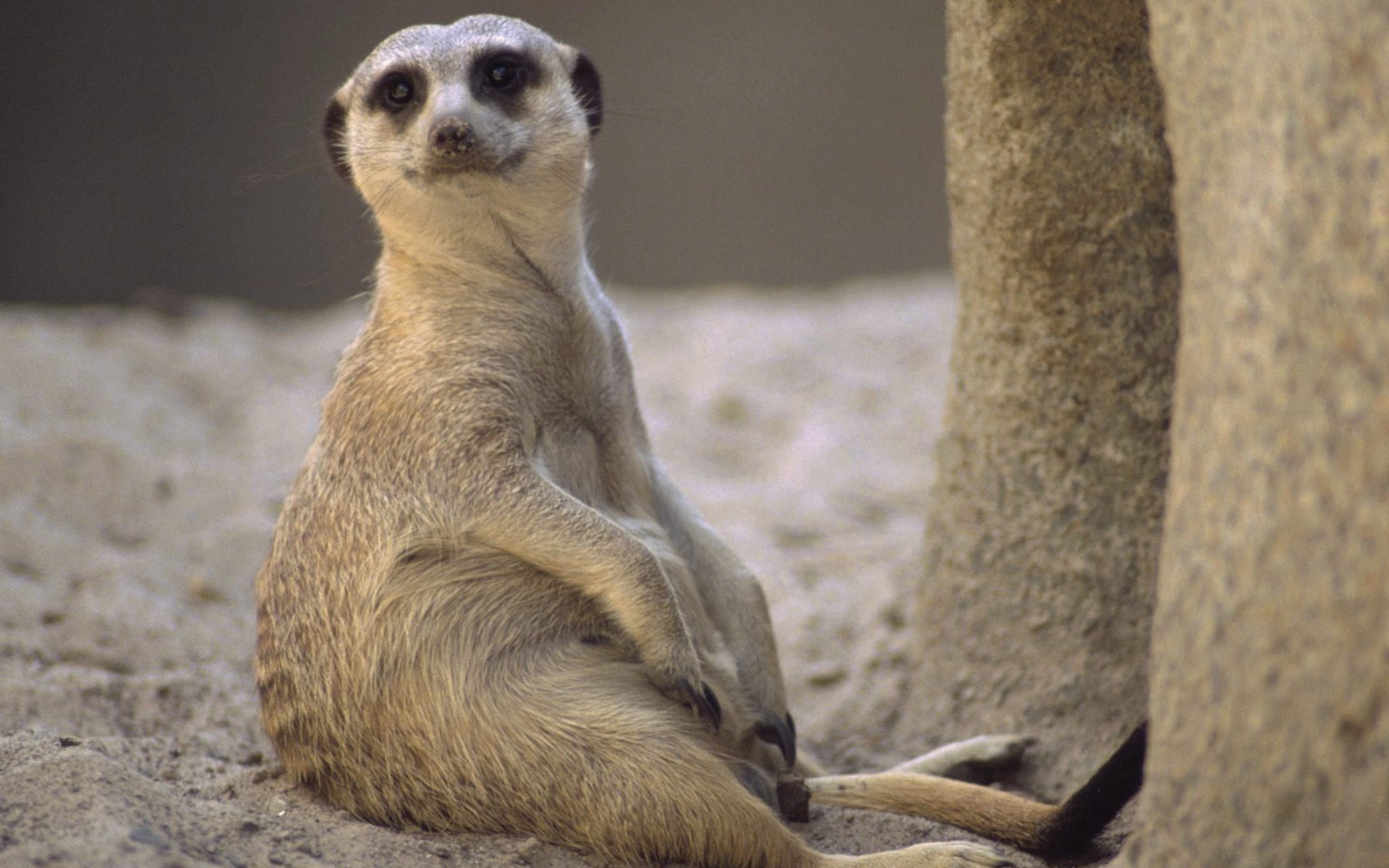 HD PC desktop wallpaper and background showing an animal meerkat sitting upright on sandy ground beside a rock, alert expression and soft natural lighting.