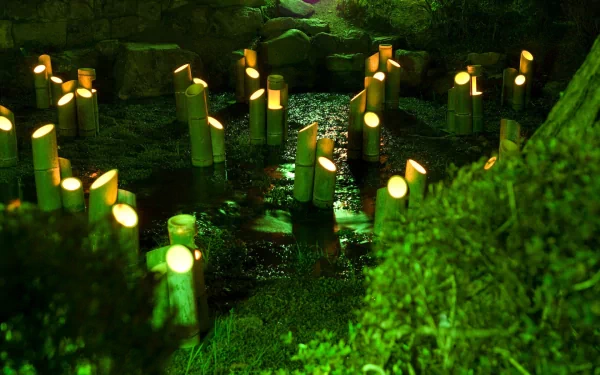 HD desktop wallpaper featuring glowing bamboo stalks illuminated in a serene, lush green natural setting.