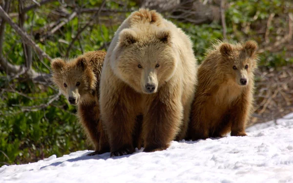 Russia Animal bear HD Desktop Wallpaper | Background Image