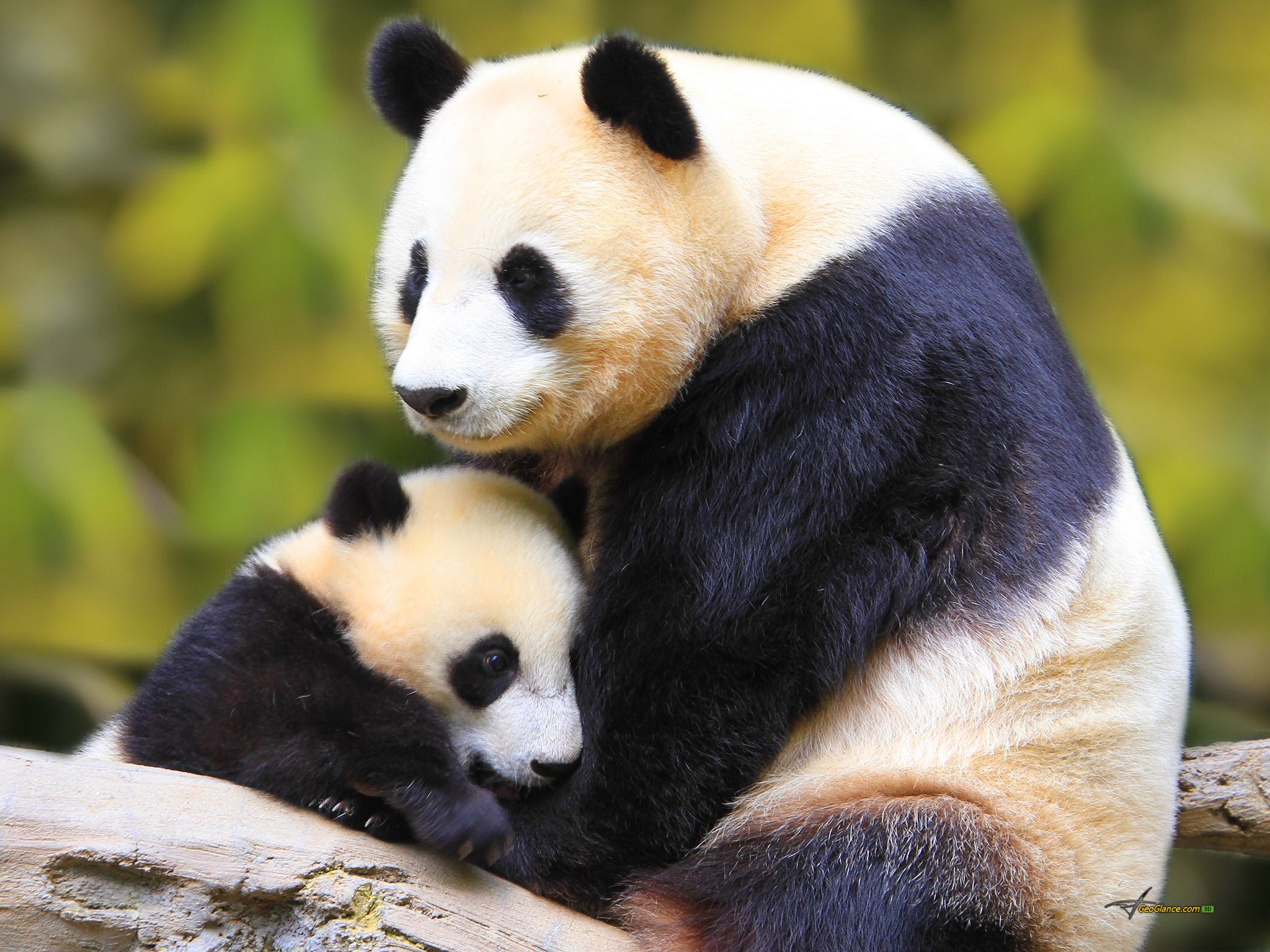 download-animal-panda-hd-wallpaper