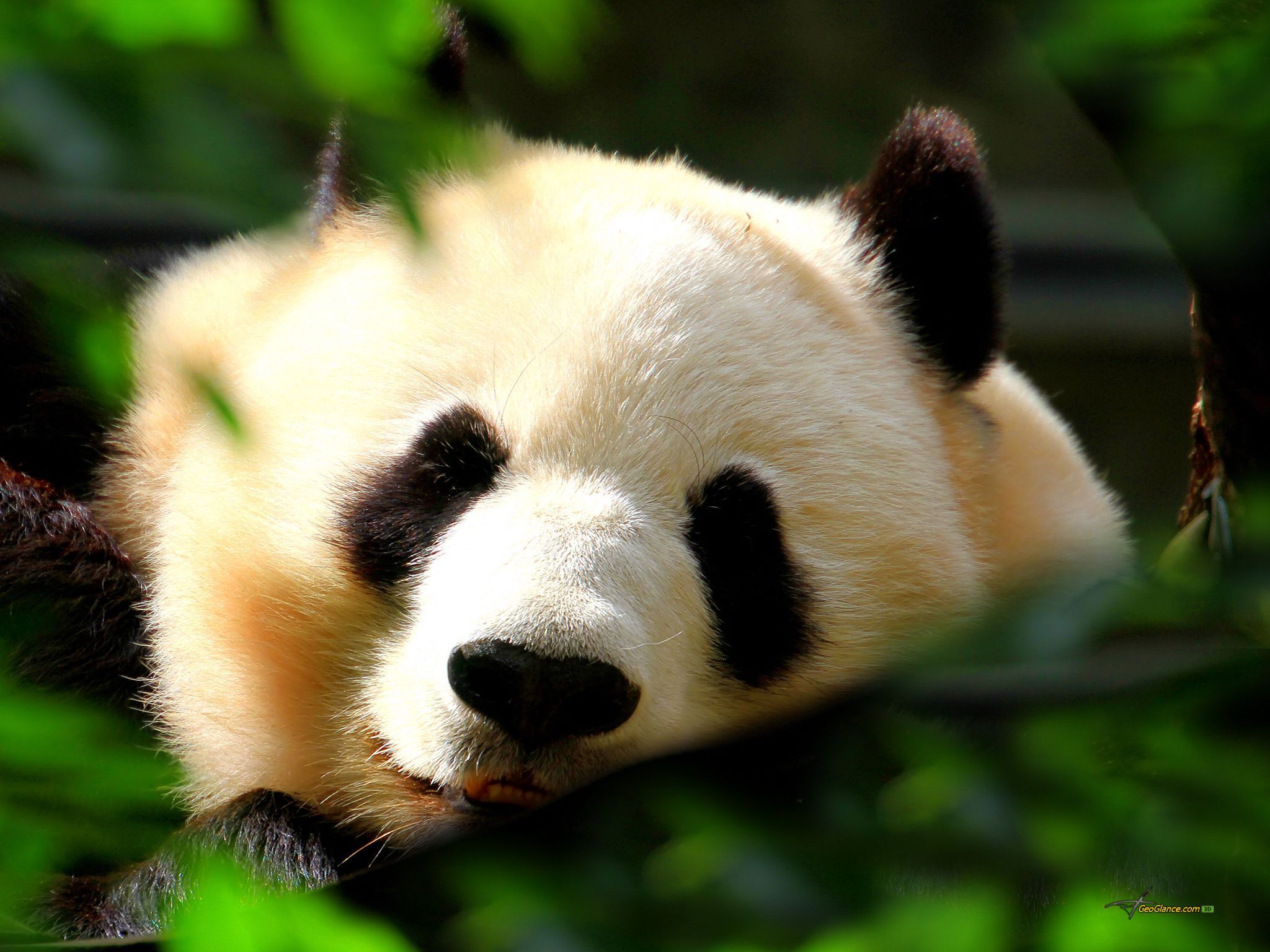 Panda HD Wallpaper | Background Image | 2048x1536