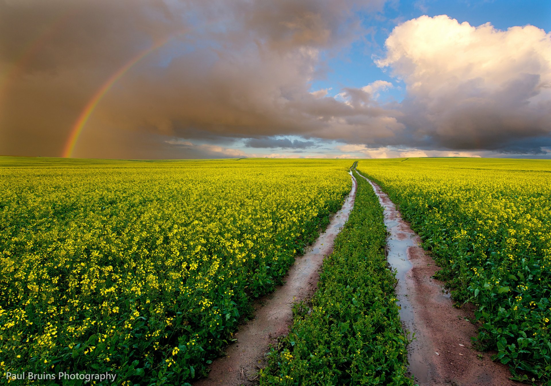 A vibrant landscape featuring a dirt road winding through lush yellow fields under a dramatic sky with a rainbow, creating a stunning HD desktop wallpaper and background.