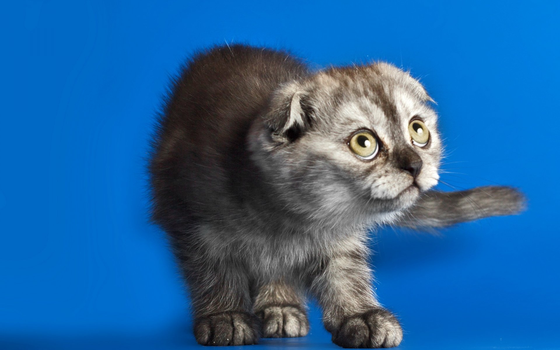 2K Quad HD PC desktop wallpaper: gray Scottish Fold kitten with folded ears and wide eyes against a vivid blue background.
