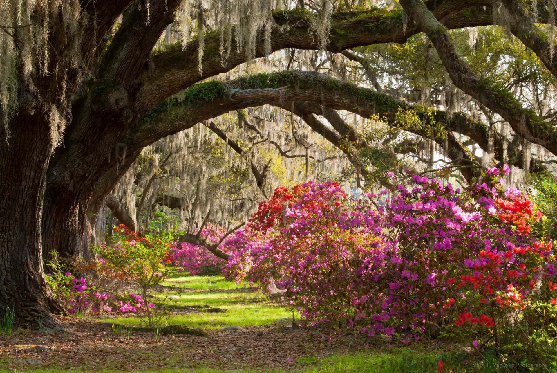 A vibrant park scene featuring moss-covered tree branches arching over colorful flowering bushes, creating a lush and serene natural HD desktop wallpaper background.