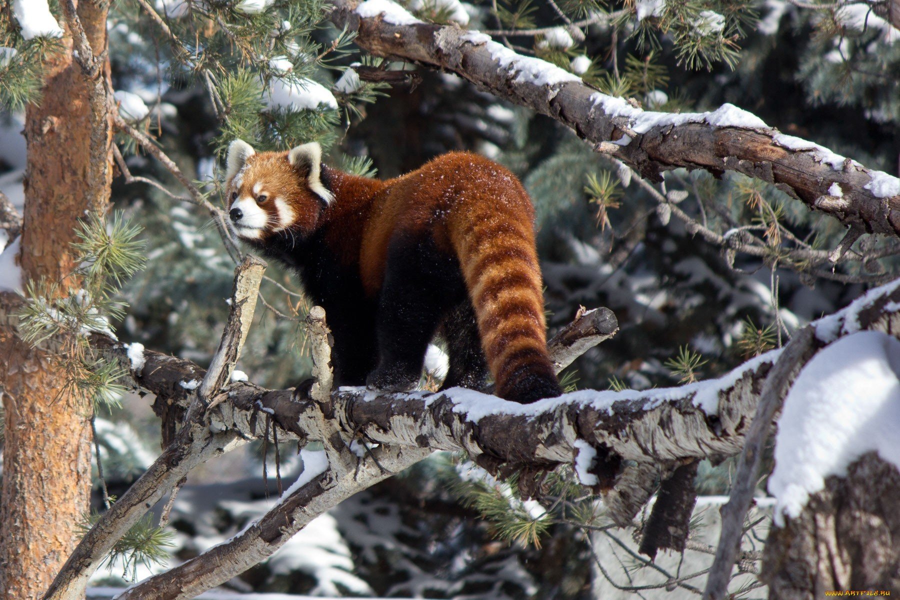 Download Animal Red Panda Wallpaper
