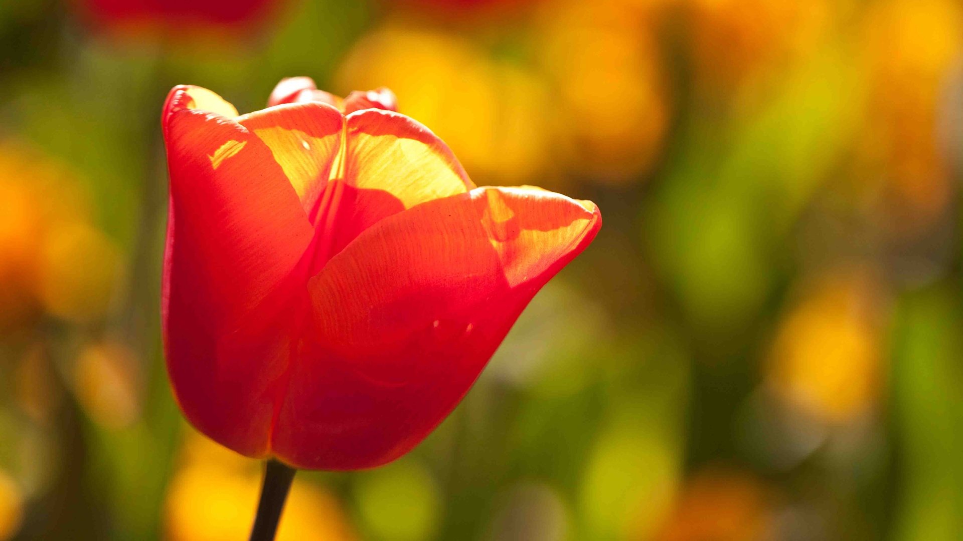 Download Red Flower Nature Tulip HD Wallpaper