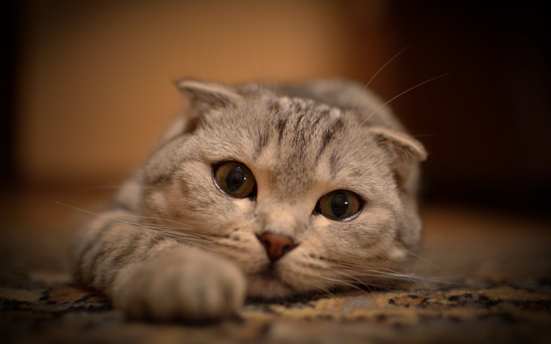 Close-up of a relaxed Scottish Fold cat on a rug in warm light, animal portrait in 2K Quad HD PC desktop wallpaper.