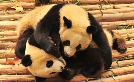 HD PC desktop wallpaper of two playful pandas (animal) tumbling on bamboo slats, black-and-white fur and relaxed, warm natural background.