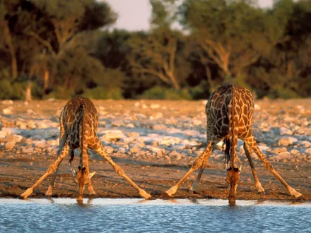 HD PC desktop wallpaper showing two giraffes drinking water in a natural, rocky landscape with trees in the background.