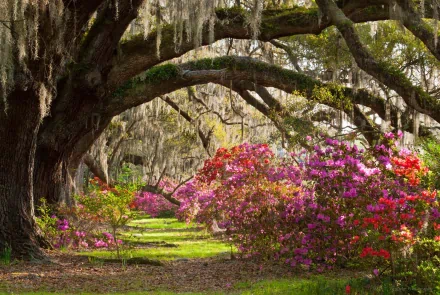 A vibrant park scene featuring moss-covered tree branches arching over colorful flowering bushes, creating a lush and serene natural HD desktop wallpaper background.