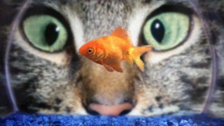 Close-up HD wallpaper of a goldfish in an aquarium with a cat's green eyes in the background, staring intently at the fish.