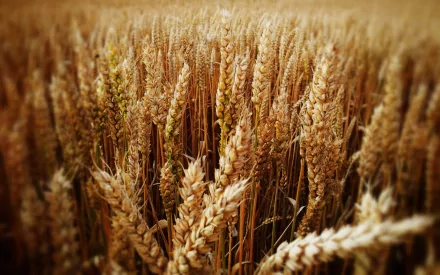 nature cornfield HD Desktop Wallpaper | Background Image