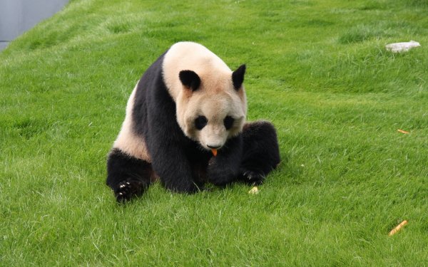 Animal Panda HD Wallpaper | Background Image