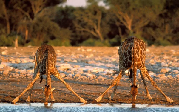 HD PC desktop wallpaper showing two giraffes drinking water in a natural, rocky landscape with trees in the background.