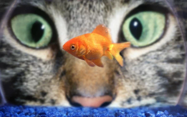 Close-up HD wallpaper of a goldfish in an aquarium with a cat's green eyes in the background, staring intently at the fish.