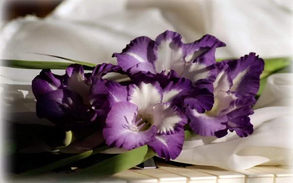 flower nature gladiolus HD Desktop Wallpaper | Background Image