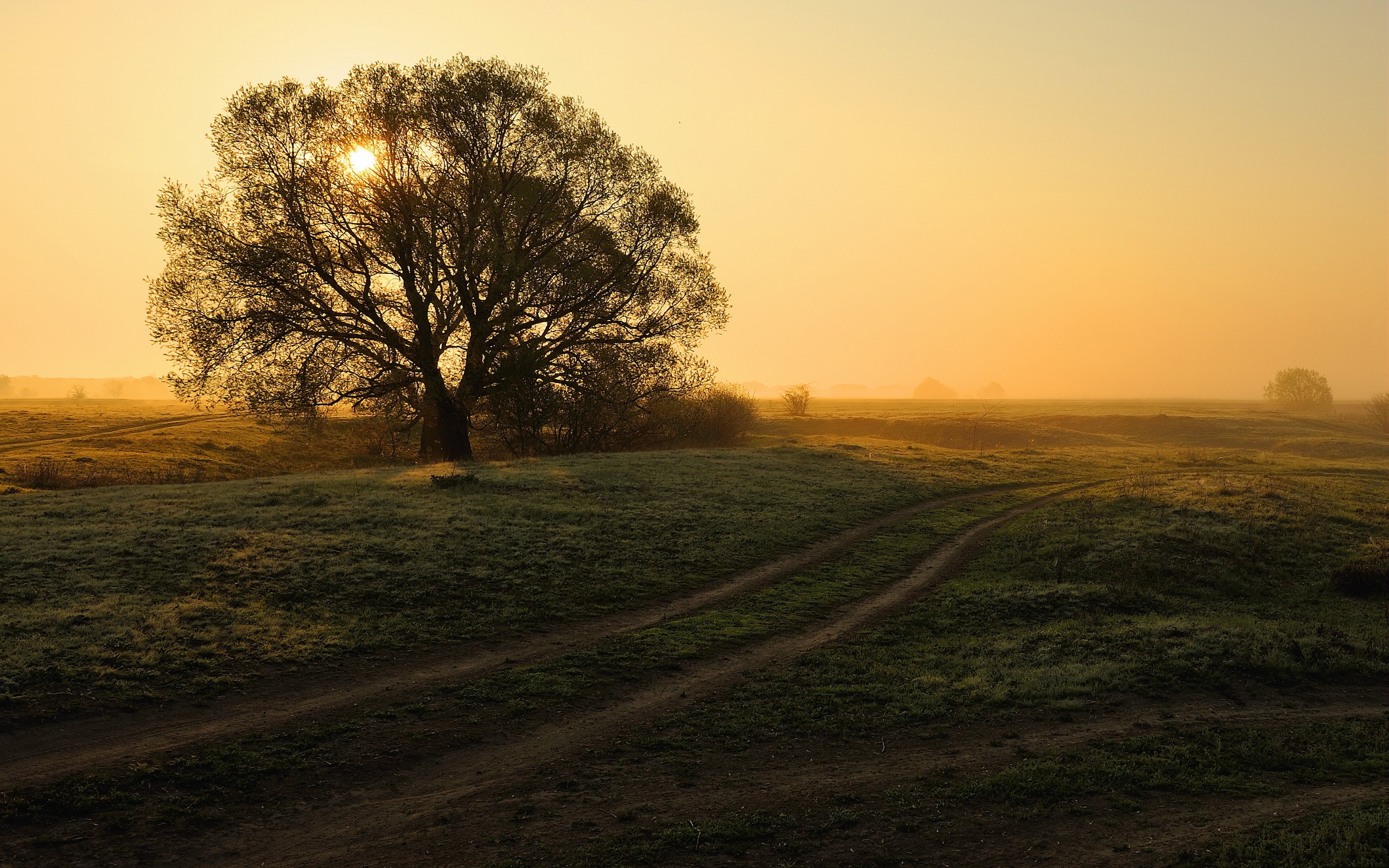 Download Morning Sunrise Fog Tree Nature Landscape HD Wallpaper