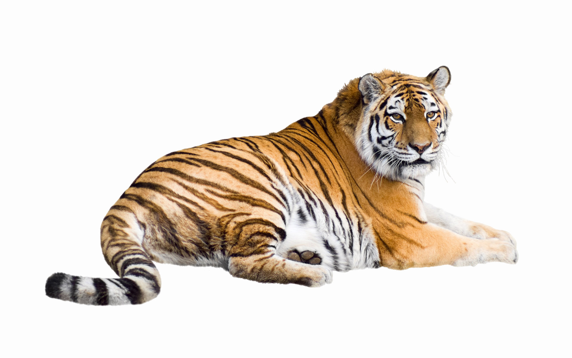 Tiger | San Diego Zoo Animals & Plants