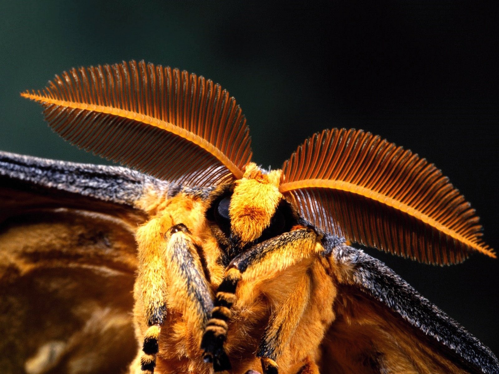 Мадагаскарская пчела
