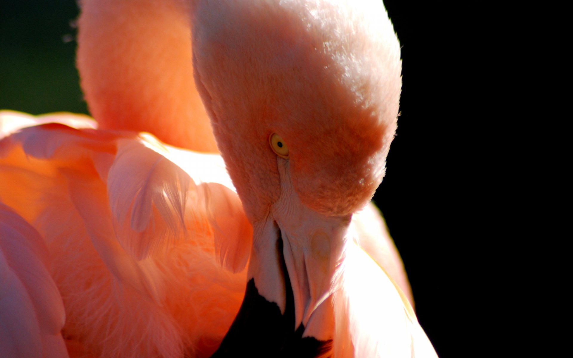 Download Animal Flamingo HD Wallpaper