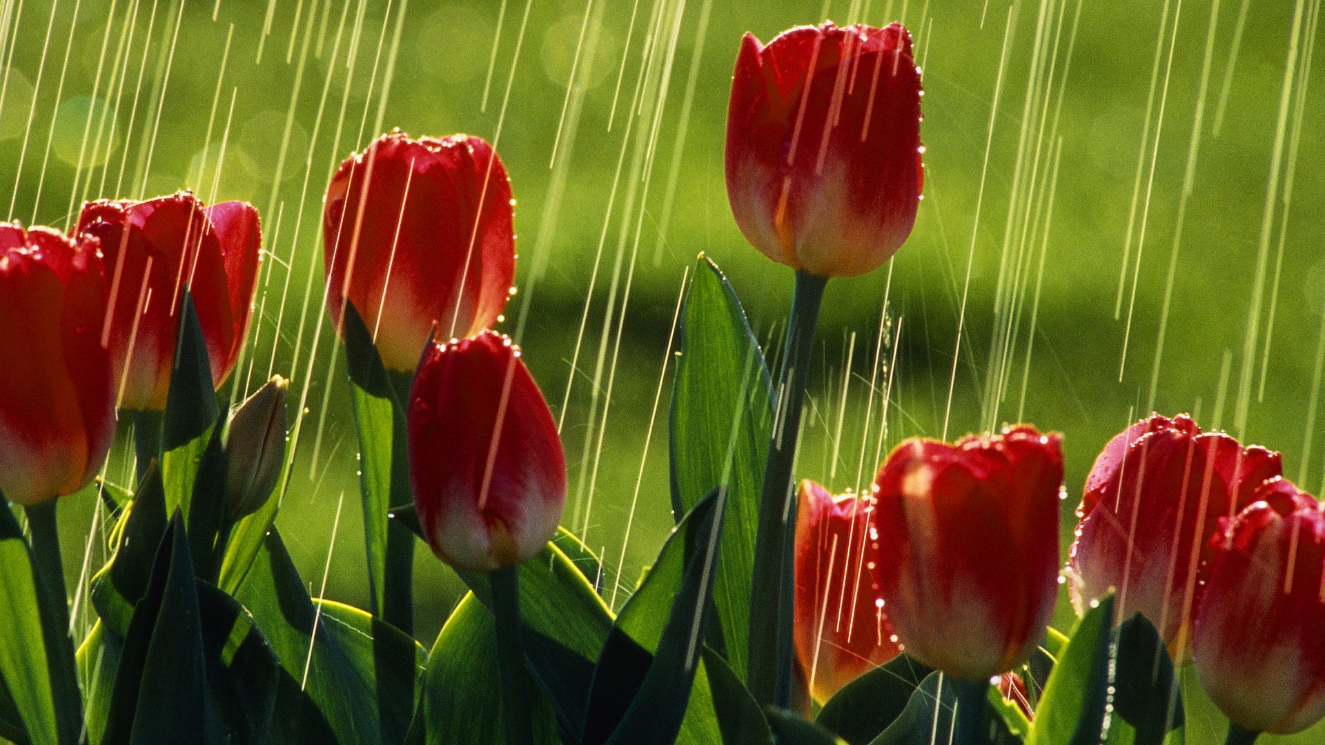 HD PC desktop wallpaper featuring vibrant red tulips blooming in the rain against a lush green background, capturing the beauty of nature and flowers.