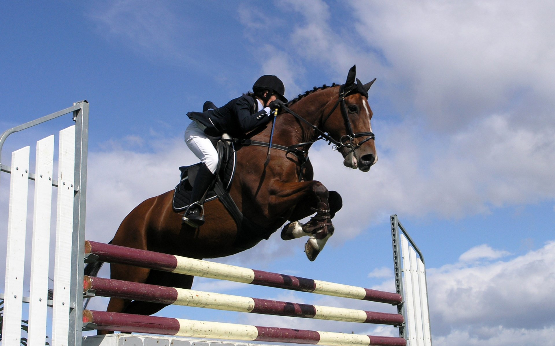 Download Show Jumping Sports HD Wallpaper
