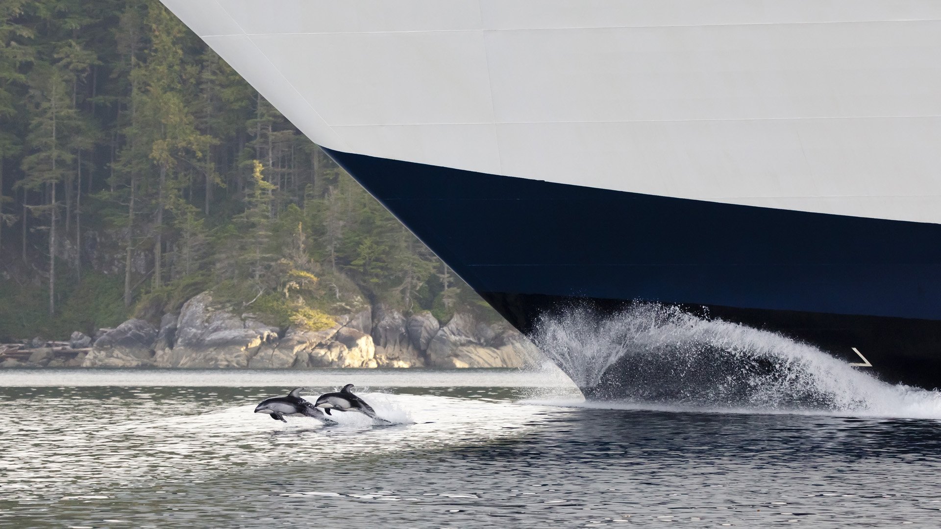 A cruise ship glides through the ocean near the Great Bear Rainforest in British Columbia, while dolphins leap gracefully beside it, creating a stunning maritime scene.