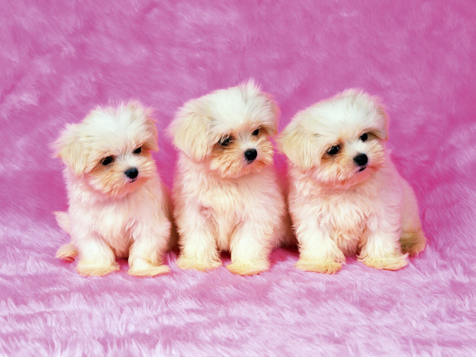 Three fluffy puppies sit side by side against a pink background, making for a charming HD desktop wallpaper and background featuring these adorable animals.
