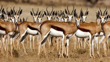 A herd of Thomson's gazelles standing in dry grassland, captured in this HD PC desktop wallpaper showcasing the beauty of antelope in their natural habitat.