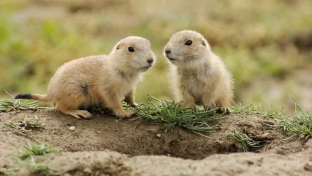 HD PC desktop wallpaper featuring two small hamsters on a patch of grass in a natural outdoor setting.