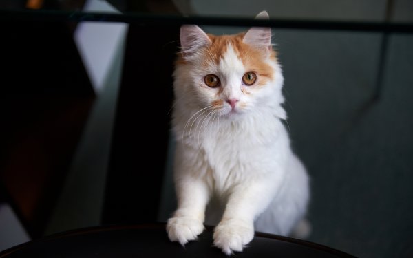 Animal Cat Cats HD Wallpaper | Background Image